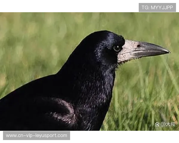 乌鸦主帅强调团队合作，胜利来自信任，乌鸦吧主